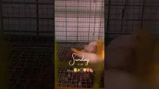 Cockatail bird Parenting✨