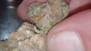  reviewing the botanist La pop rocks #1 🔥 NFSOT ever 21 an older 