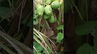 Coconut Tree | Karnataka Indi🇮🇳 |#MMPDubai #MMP