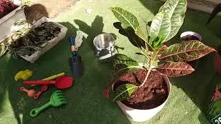 Como plantar Codiaeum variegatum&nbsp;-&nbsp;Cr&oacute;ton, Folha-imperial, Louro-variegado