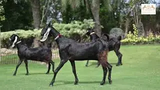 PAKISTANI NACHI GOATS
