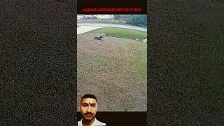 #baseball #golf #football #trackandfield #rugby #youtube #dog #wildlife #shortsvideo #german