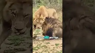 Two Lion Brothers Reunite&mdash;A Powerful Bond! 🦁❤️