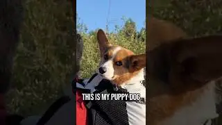 Taking Out My Corgi in His Carrier #shorts #corgi