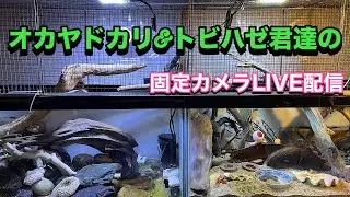 オカヤドカリ君の固定カメラLIVE配信2026.1.17【JJ&ハニー】