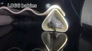 Breeding L066