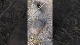 Gopher Tortoise pauses right before showing off his slick burrow slide entrance 🐢 #tortoise
