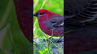 Top 10 Most Beautiful Red-coloured Birds in the World