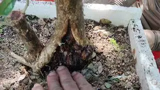 ((₫&atilde; b&aacute;n))M683 ph&ocirc;i linh sam ninh Thuận lũa đỉnh sống khỏe 350k lh 0784005295 khi&ecirc;m