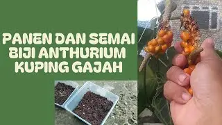 Elephant Ear Anthurium Seed Harvest