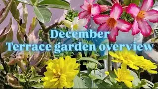  Terrace garden overview || December garden || winter garden updates || @pramodudyanofficial 