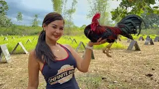 Bagong Materyales sa aking Breeding || Claret & Gull