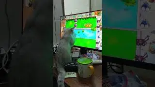 This Cat Plays Video Games Better Than Me!