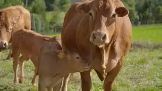 Le Vercors entre agriculture et jeunesse