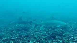 Diving in Playa del Coco, Costa Rica: Papagayo bay, Catalina islands, Bat islands with bull sharks