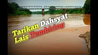 (PREDATOR SUNGAI BATANGHARII!!!) Lais Tembiring/Singgarek