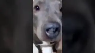 Spooky 3AM dog!!! 😨