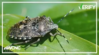 Here's how to avoid stink bugs around your home
