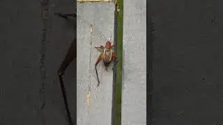 Bush Cricket Climbing  #insect #bushcricket