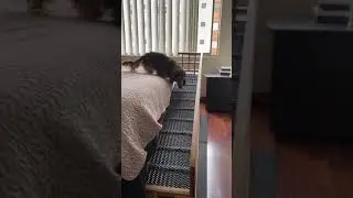 Rampa para mascotas de 150 cm de largo por 30 cm de ancho