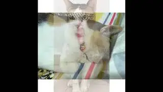 Handmade Elastic Cat Collars! Ichikraft&rsquo;s Collection!