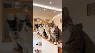 Why Your Cat's Curiosity Is The KEY To Unlocking Their Happiness NOW