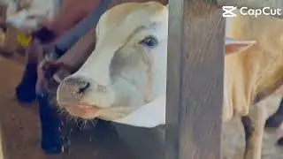 Makanan Penggemuk Lembu  || HAFIZ FEED A02 || Dedak Lembu Berkualiti