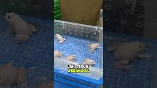 Update Size Asian Bull Frog Batch 2025😎 | WA 082137374647 | Website Reptilezoy. com