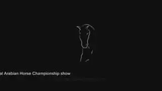 Horse Shows