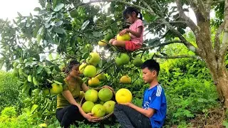 Harvest pomelos fruit Goes market sell |  Building life | Chuc ha diep