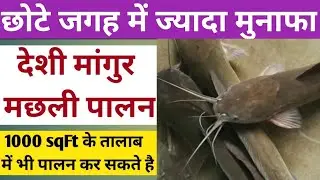 Desi Magur Fish Farming In Bharat l देसी मांगुर मछली पालन l High Profit Business l Desi Magur