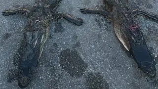 2 Days Alligator Hunting & Fishing Florida 