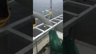 DASH (diver assisted auction harvesting)