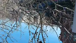 THIS DJI Drone Crashed into A Tree!!! #shorts #crash #tree #stuck