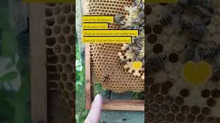 One of the top predators in the insect world, wasps are too dangerous to be handled alone