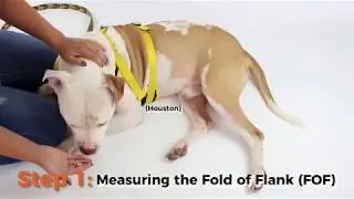 How to Measure Your Pet for A Walkin' Wheels Wheelchair