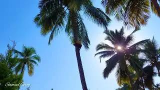 Coconut plucking in Goa- One of the most risky job ..hats off to them. #coconut #Goa