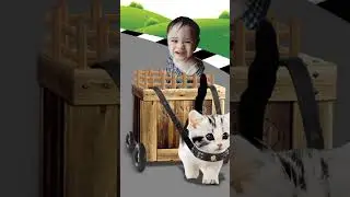 cat carriage