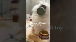 Worlds BEST rabbit toy #shortsfeed #shortsviral #shorts #bunny #englishangora #rabbittoys #cutebun