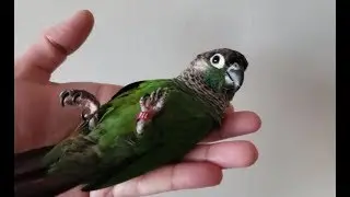 Make your bird lay on its back| Tutorial