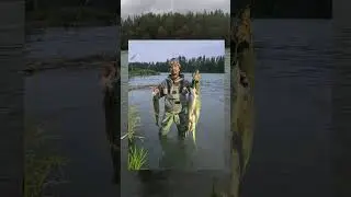 Sockeye maddness kenai alaska!!!!