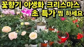 꽃향기 야생화 언박싱 (초특가) 크리스마스 행사 찜 하세요 