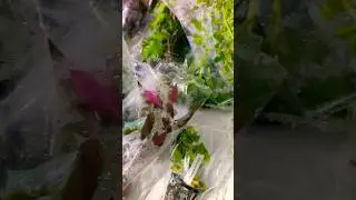 Ep. 16 New Live Plants Sale #viral #trending #viralreels #plants #sale #happynewyear2026