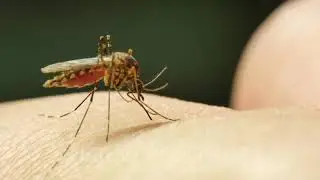 Mosquito sucking blood - Ochlerotatus vigilax (Aedes vigilax), subfamily CULICINAE