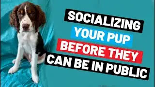 How To Socialize Your Puppy Before They’re Allowed To Be In Public For Health Reasons
