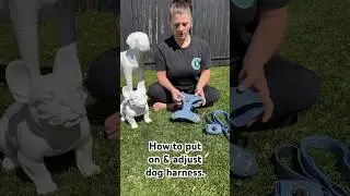 How to put on and adjust a dog harness. #dogharness #denimfashion