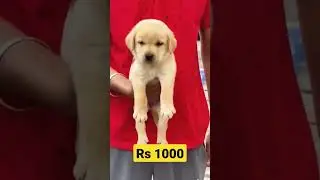 Labrador puppy only in rs 1000 🐾 || #pet #animal #cute #love #youtubeshorts #shorts