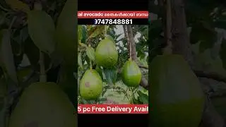 Tropical avocado 🥑🤤| Plants for sales| #fruit #avocado #fruitplants #gardening