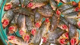 আত্রাই বিলের কৈ মাছ Koi fish in Atrai Beel#duarkitchen#youtubevideo#kitchen #villagevlog