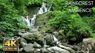 Tropical Rainforest Sounds - Ambience Of Cicada And Other Insects